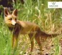 fox.webp