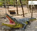 Crocodile.webp