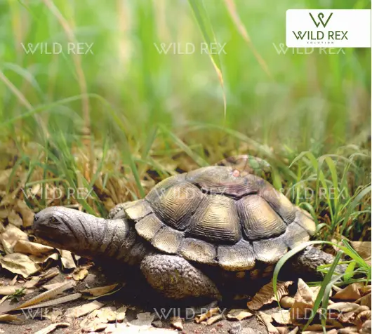 tortoise.webp