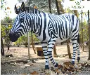Zebra.webp