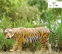 FRP Tiger Statue
