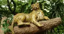 Leopard Sitting 