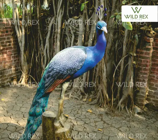 Peacock on Trunk 