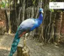 Peacock on Trunk 