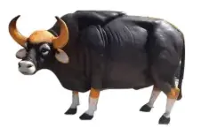 Gaur Male 