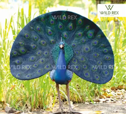 Peacock in full plumage 